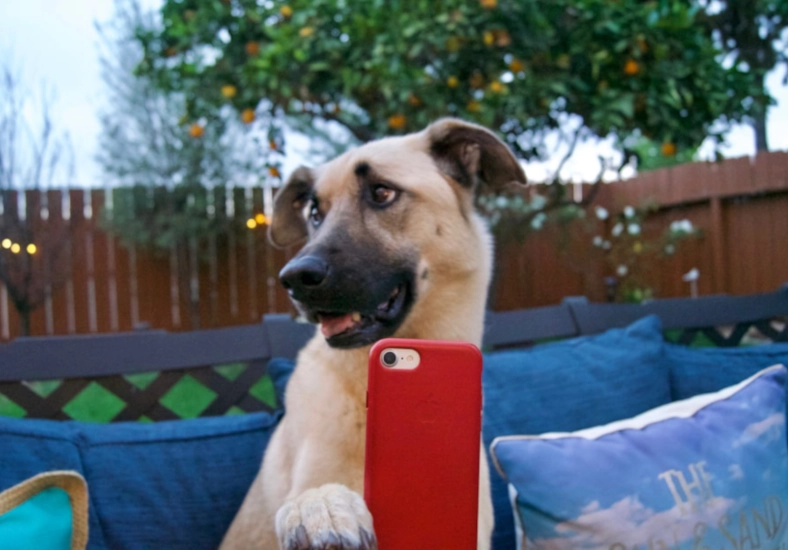 animal influencer